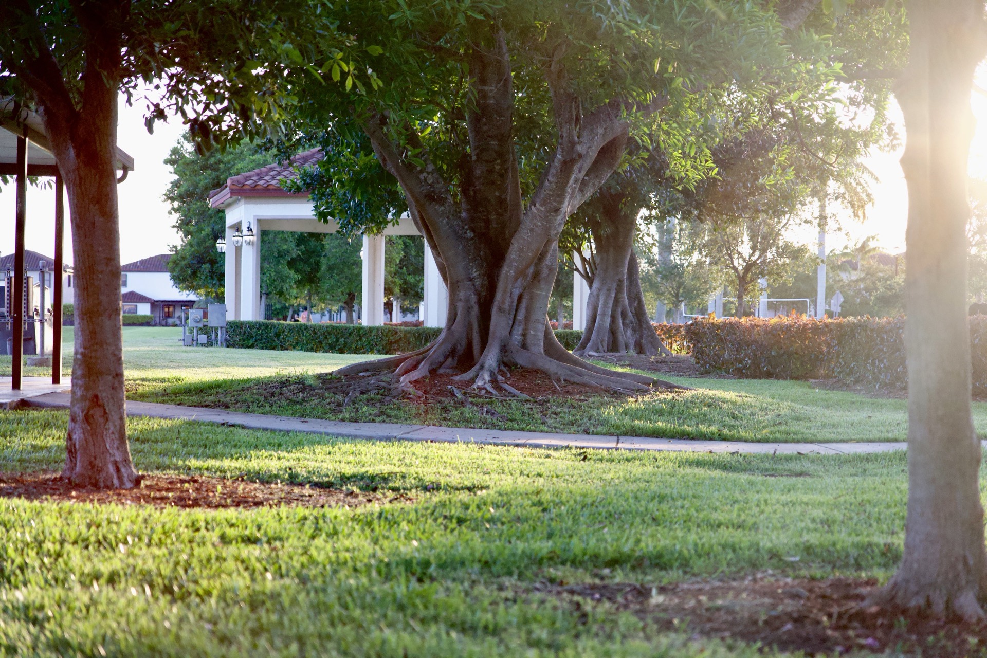 Golden hour light through live oak trees